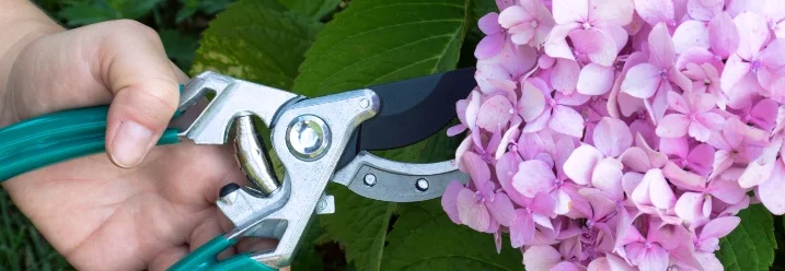 Hand schneidet Hortensie mit Gartenschere